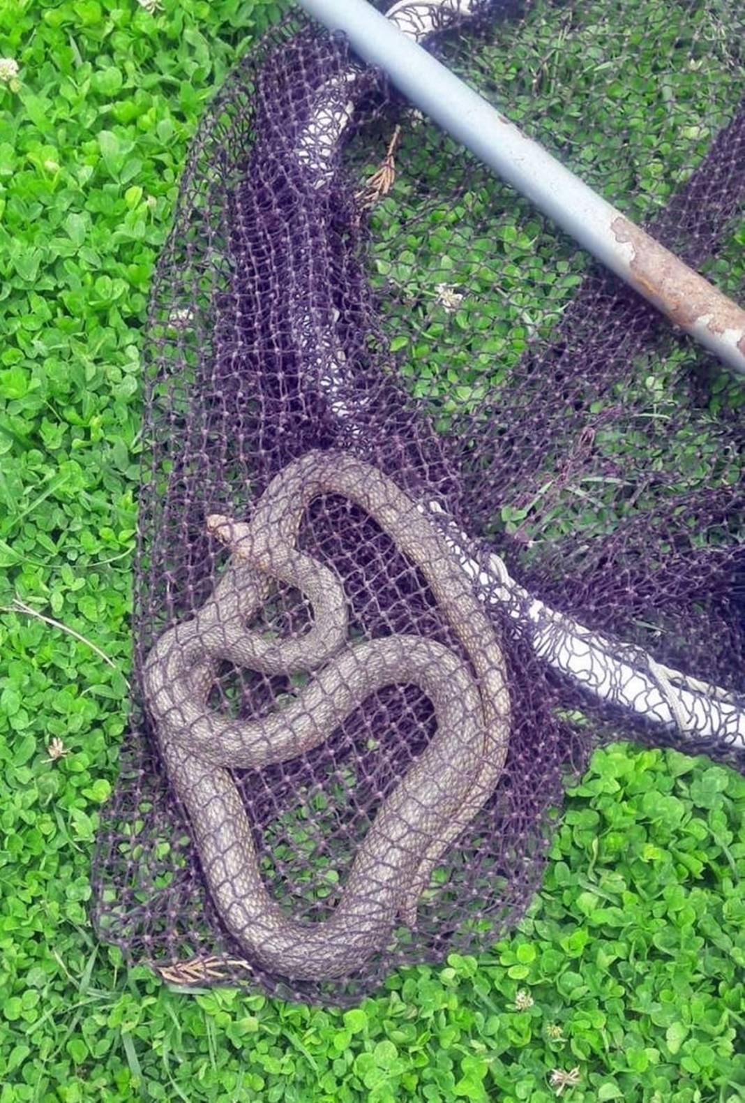 Yetkililer fileyle yakaladı, 3 hafta içinde çoğalacak! Adeta topraktan fışkırıyor, büyük patlama yaşanmasından korkuluyor 7